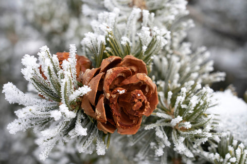 Frosted Pinecone