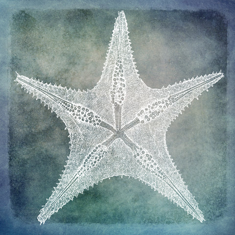 Sea Star III Coastal Blue and White Starfish I -  Christine Zalewski - McGaw Graphics