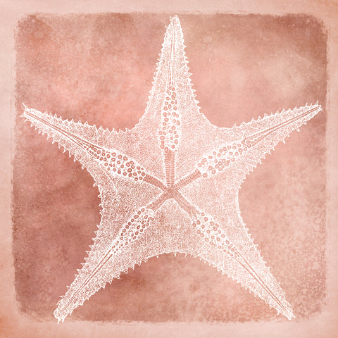 Sea Star III Coastal Blue and White Starfish II -  Christine Zalewski - McGaw Graphics