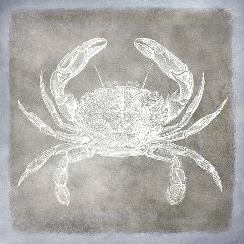 Vintage Sea Life in Shades of Pewter I -  Christine Zalewski - McGaw Graphics