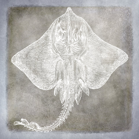 Vintage Sea Life in Shades of Pewter IV -  Christine Zalewski - McGaw Graphics