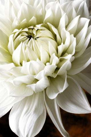 Petal by Petal White Dahlia Study I