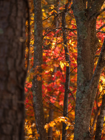 Between the Trees