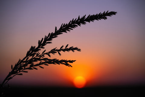 Day’s End