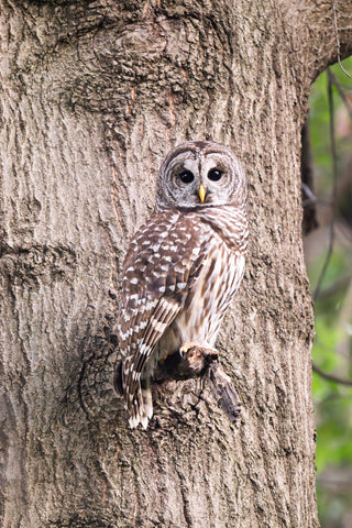 Quiet Watcher