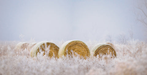 Morning Frost
