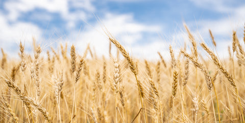 Golden Harvest