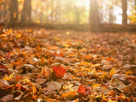 Autumn’s Carpet