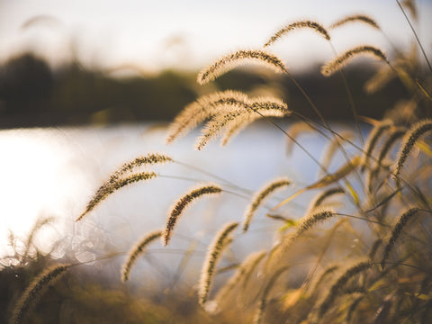 River in Gold