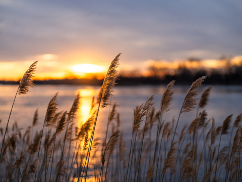 Winter Reeds