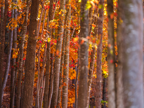 Autumn Columns