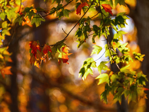 October Light