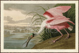 Roseate Spoonbill (Framed) -  John James Audubon - McGaw Graphics