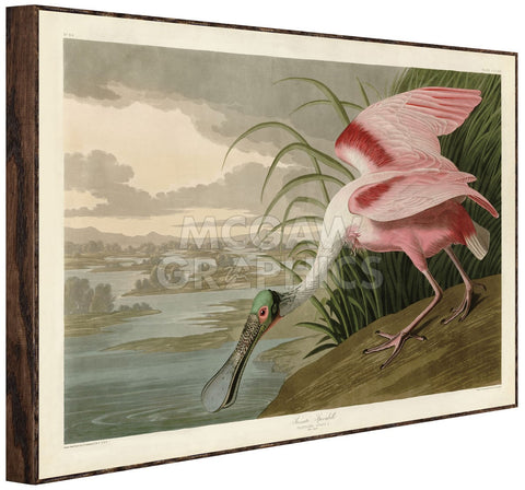 Roseate Spoonbill (Framed) -  John James Audubon - McGaw Graphics