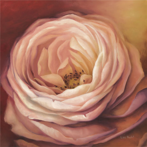 Rose Portrait -  Lisa Audit - McGaw Graphics