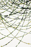 Moss Vine -  Candice Alford - McGaw Graphics