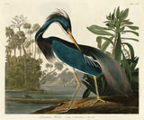 Louisiana Heron -  John James Audubon - McGaw Graphics