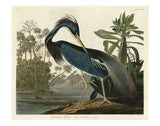 Louisiana Heron -  John James Audubon - McGaw Graphics