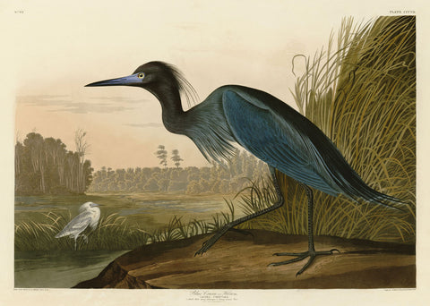 Blue Crane or Heron -  John James Audubon - McGaw Graphics