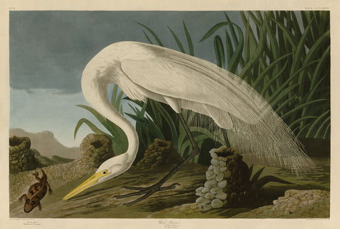 White Heron -  John James Audubon - McGaw Graphics