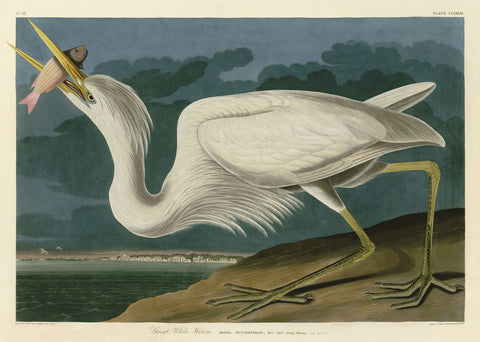 Great White Heron -  John James Audubon - McGaw Graphics