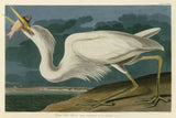 Great White Heron -  John James Audubon - McGaw Graphics