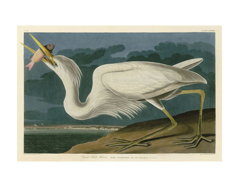 Great White Heron -  John James Audubon - McGaw Graphics