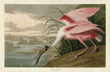 Roseate Spoonbill -  John James Audubon - McGaw Graphics