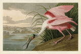 Roseate Spoonbill -  John James Audubon - McGaw Graphics