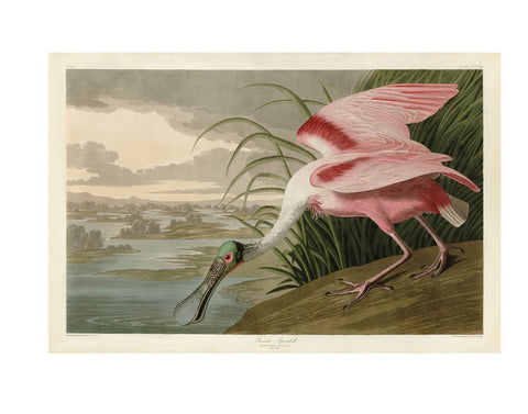 Roseate Spoonbill -  John James Audubon - McGaw Graphics