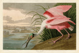 Roseate Spoonbill -  John James Audubon - McGaw Graphics