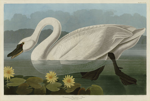 Common American Swan -  John James Audubon - McGaw Graphics