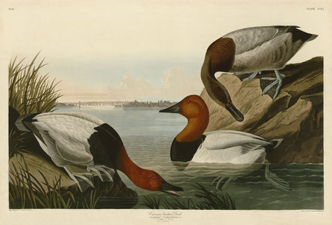 Canvas Backed Duck -  John James Audubon - McGaw Graphics