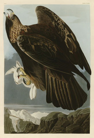 Golden Eagle -  John James Audubon - McGaw Graphics