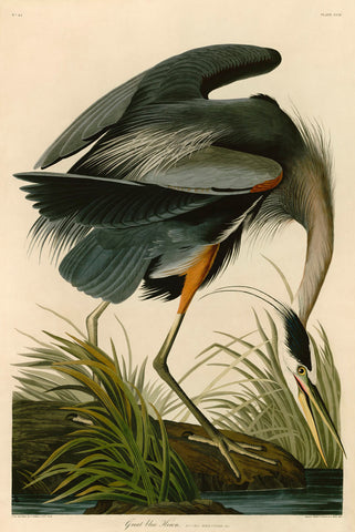 Great Blue Heron -  John James Audubon - McGaw Graphics