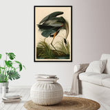 Great Blue Heron -  John James Audubon - McGaw Graphics