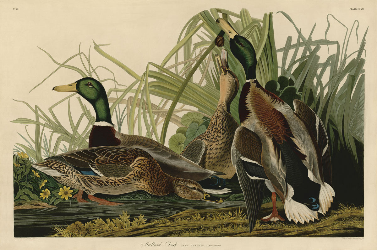 Common Duck イラスト 木製ボード　絵 Common Duck イラスト 木製ボード 絵 Vintage Wood Duck Framed Print