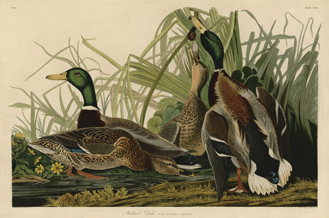 Mallard Duck -  John James Audubon - McGaw Graphics