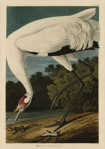 Hooping Crane -  John James Audubon - McGaw Graphics