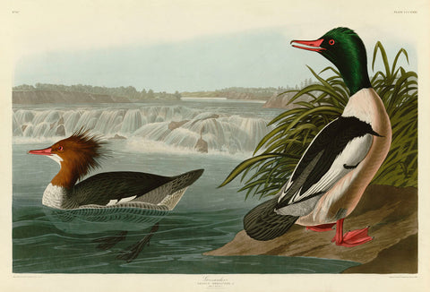 Goosander -  John James Audubon - McGaw Graphics