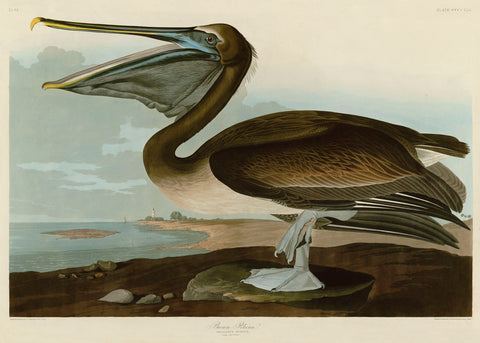 Brown Pelican -  John James Audubon - McGaw Graphics