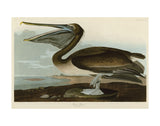 Brown Pelican -  John James Audubon - McGaw Graphics