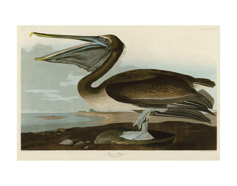 Brown Pelican -  John James Audubon - McGaw Graphics
