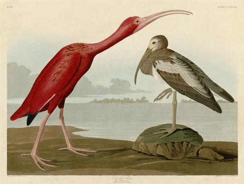 Scarlet Ibis -  John James Audubon - McGaw Graphics