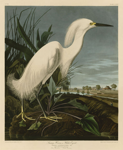 Snowy Heron or White Egret -  John James Audubon - McGaw Graphics