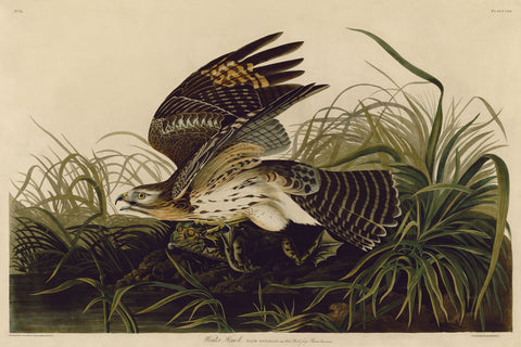 Winter Hawk -  John James Audubon - McGaw Graphics