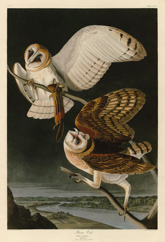 Barn Owl -  John James Audubon - McGaw Graphics