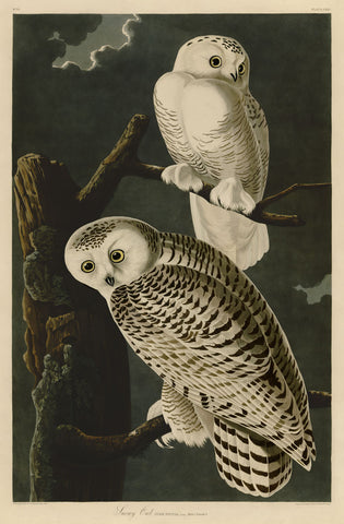 Snowy Owl -  John James Audubon - McGaw Graphics
