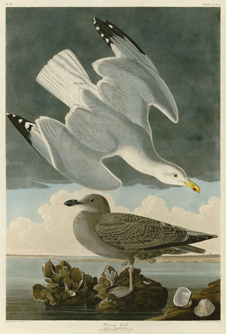 Herring Gull -  John James Audubon - McGaw Graphics