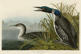 Great Northern Diver or Loon -  John James Audubon - McGaw Graphics